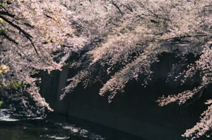 2026 벚꽃 봄 여행 지역별 완벽 코스