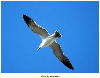 갈매기의 꿈 줄거리 자기초월 우화 리처드 바크_23