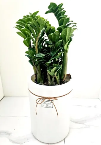 보석금전수 물주기 키우기 잎꽂이 꽃 노란잎 관리 재물운_2