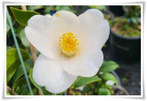 "동백꽃" 겨울의 끝 봄의 우아함을 담은 붉은 보석!