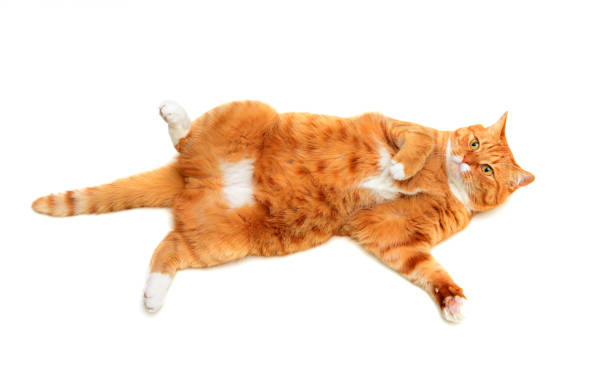 혼자서도 잘 지내는 독립적인 고양이