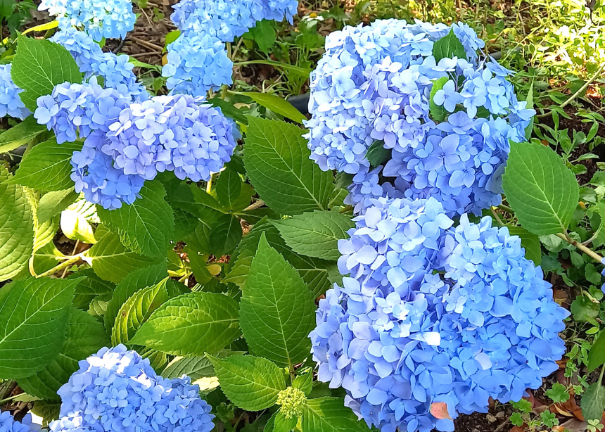 특색 있고 아름다운 민간 정원 30선 추천 여행 - 17. 고흥 하담정 (남포미술관)