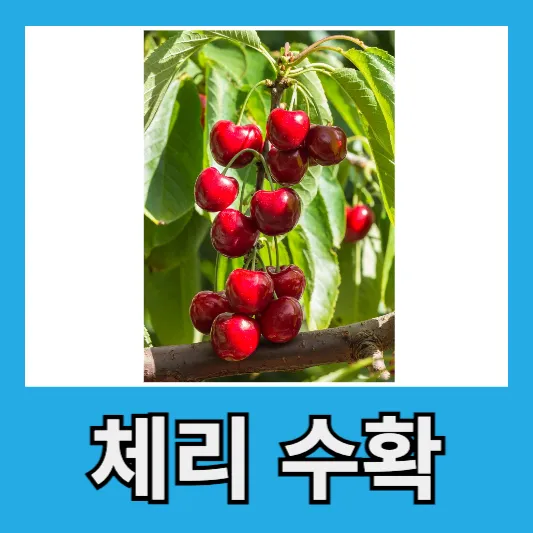 체리 수확시기