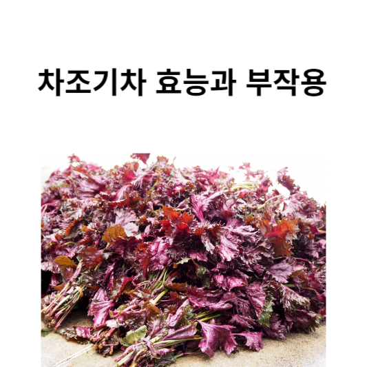차조기차의 효능과 부작용, 자소엽 자즈기 잘 마시는 법 알아보기