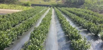 아로니아 재배 전정 포인트 병충해 방제 수확 저장_3