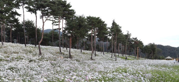 Colorful Garden 자라섬 꽃 페스타 완전 정복 가이드!!