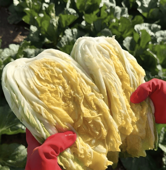 절임배추 추천 순위 TOP 5(24년 11월) - 네이버, 쿠팡 절임배추 판매 분석