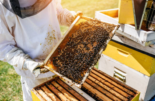 프로폴리스 효능, 부작용, 복용법 총정리 (2024ver)