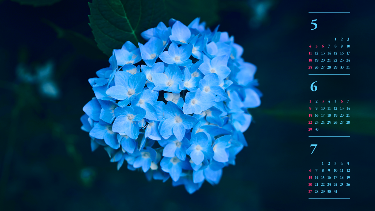 09 파란수국 B - 2025년6월 노트북배경화면