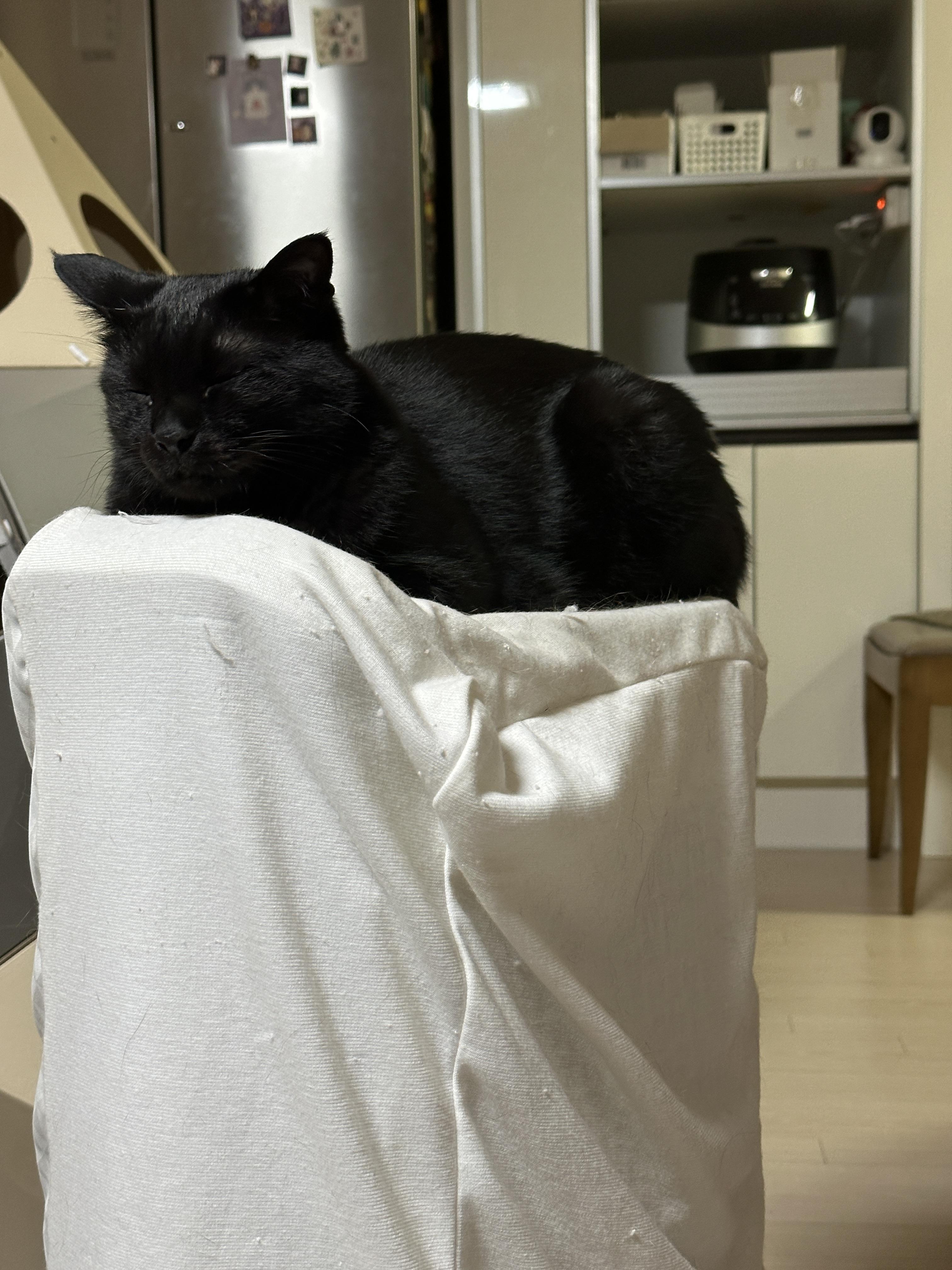 요즘 미모 폭발하는 건이의 최애 장소 (feat. 제습기 위 고양이)