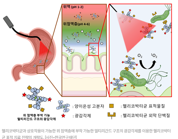 헬리코박터 제균 치료와 위암 예방