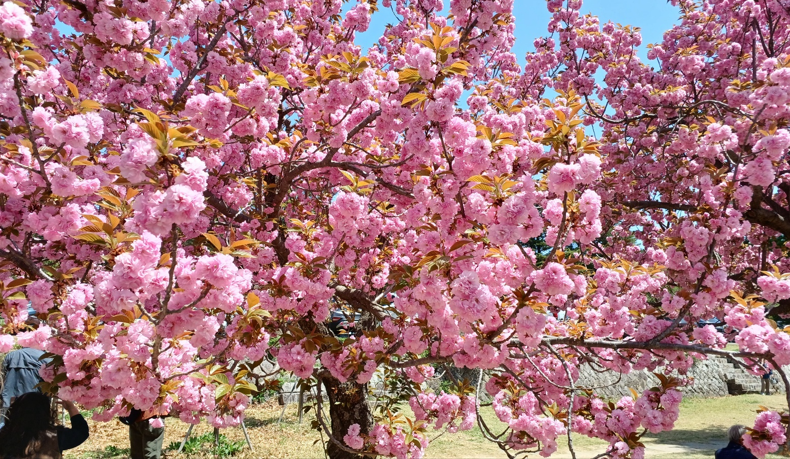 경주 불국사 겹벚꽃