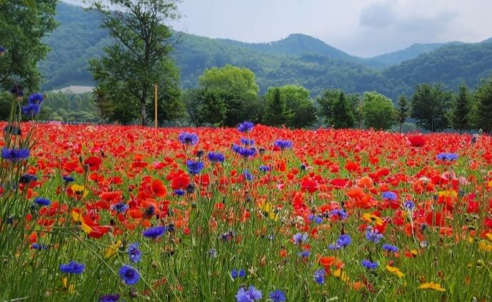 6월 전국축제 일정표[서울, 경기]