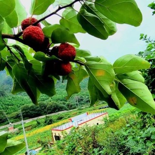 6시내고향 순창 고추장 된장