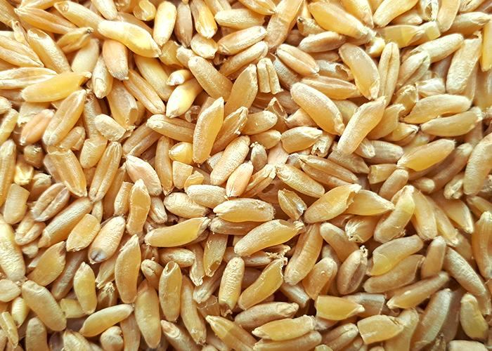 카무트 곡물 이미지