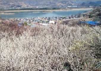 여수 오동도 와 광양 매화마을