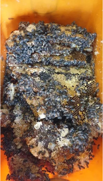 석청꿀 효능 7가지 보관방법 섭취 시 주의사항에 대해서 알아보기_18