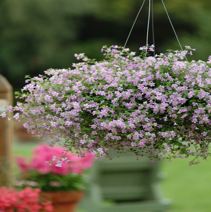 순천만 국가정원