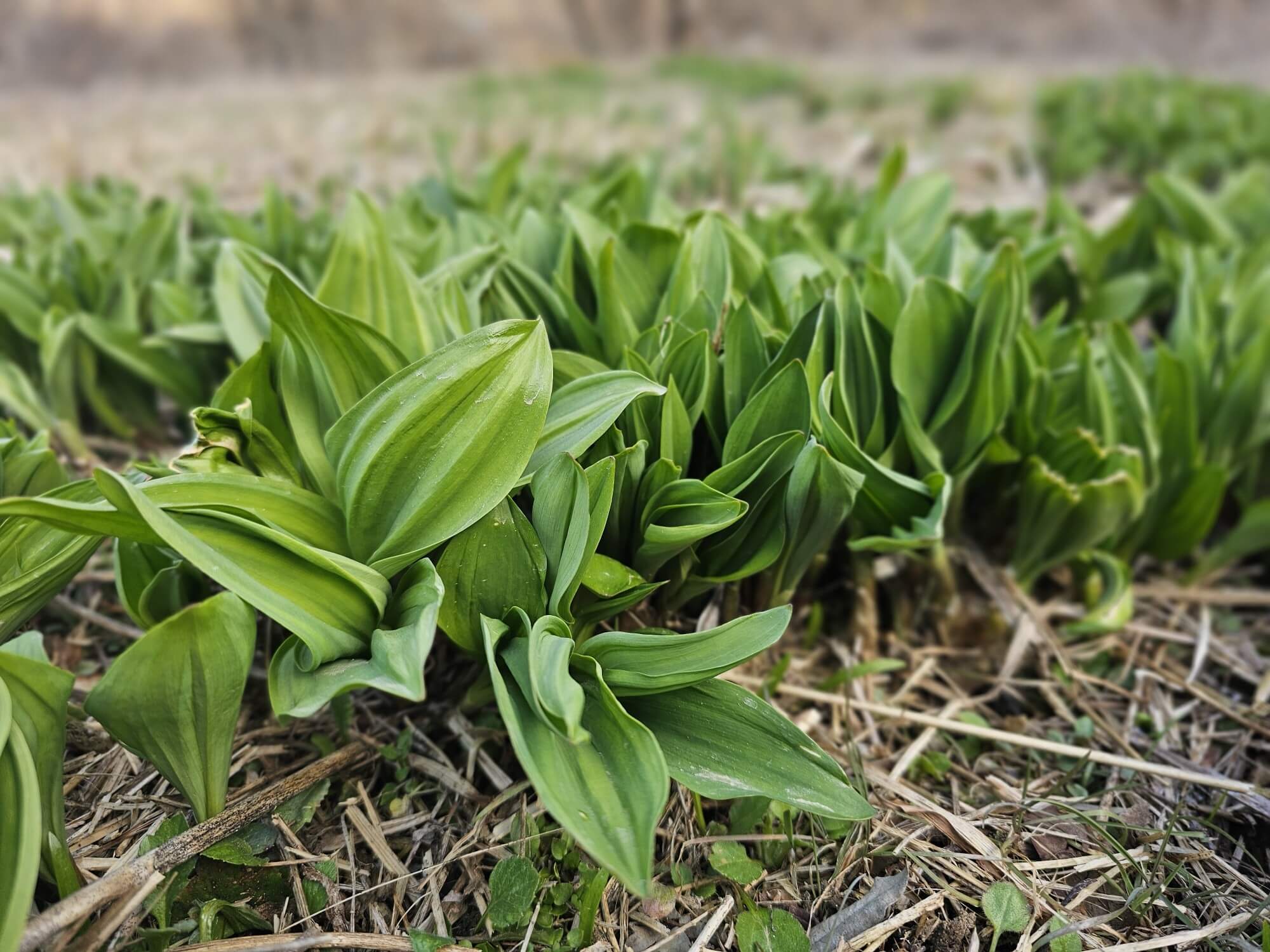생생정보 수확의 달인 강원도 홍천 오대산 봄철 대표 봄나물 산마늘 주문방법 미쁨농장 산마늘 구매방법