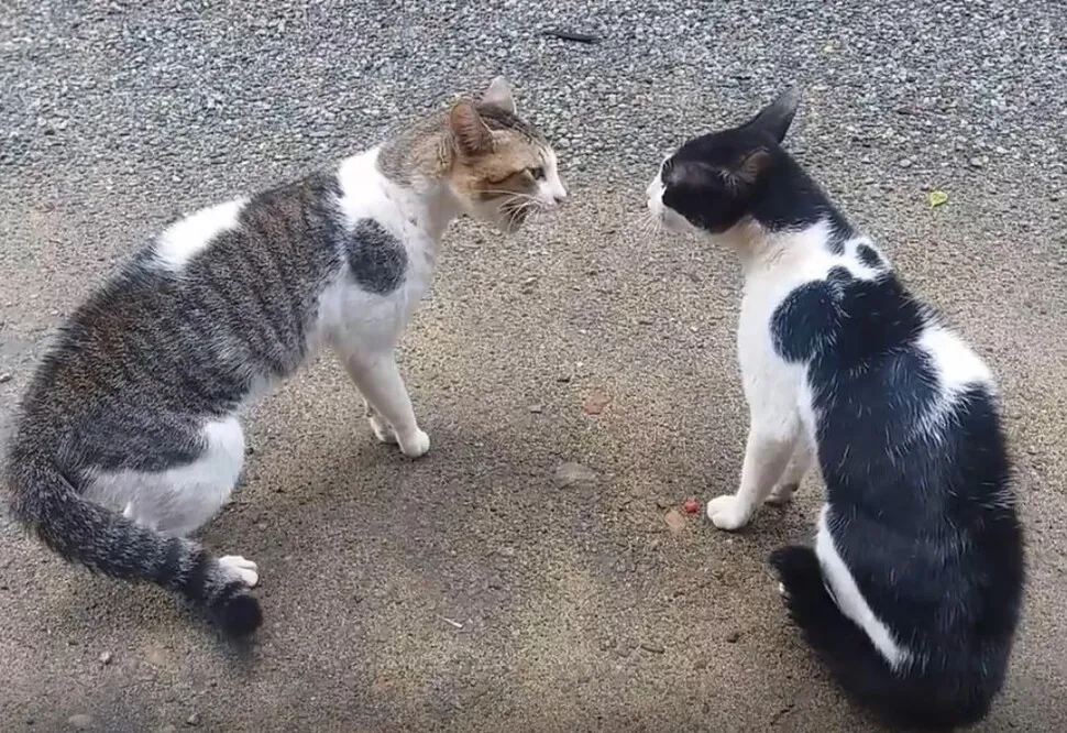 "고양이