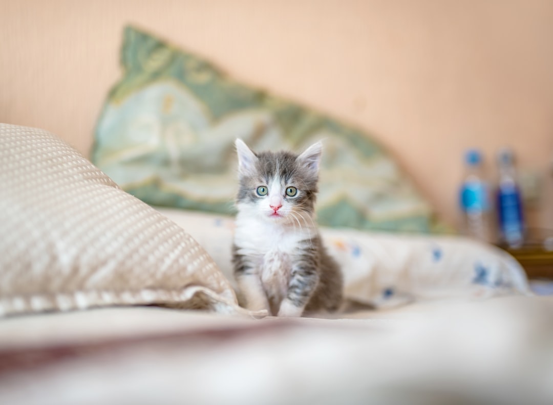 kitten