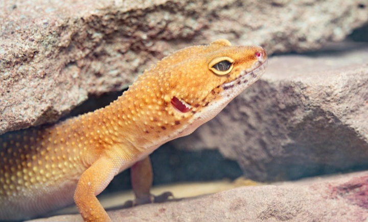 도마뱀붙이는 어떻게 벽을 오를까? 자연이 알려 준 접착 기술 이야기