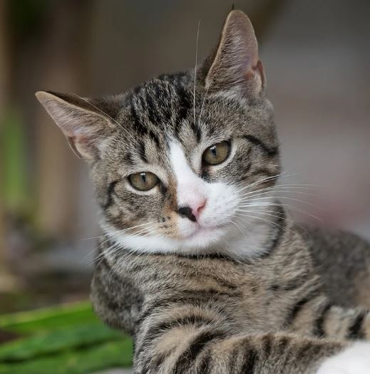 알레르기 증상 원인 예방법