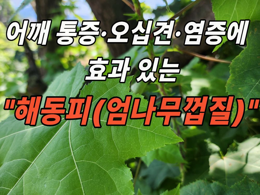 가시가 녹색인 엄나무