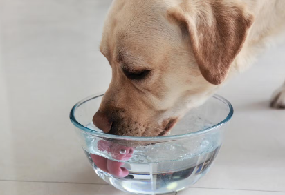 물을 마시는 개.