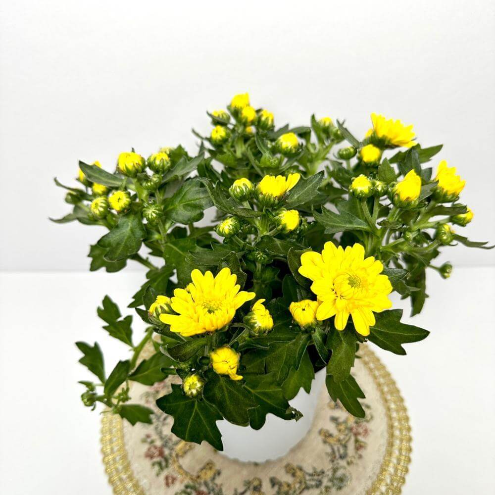 반려식물의 심리적 효과