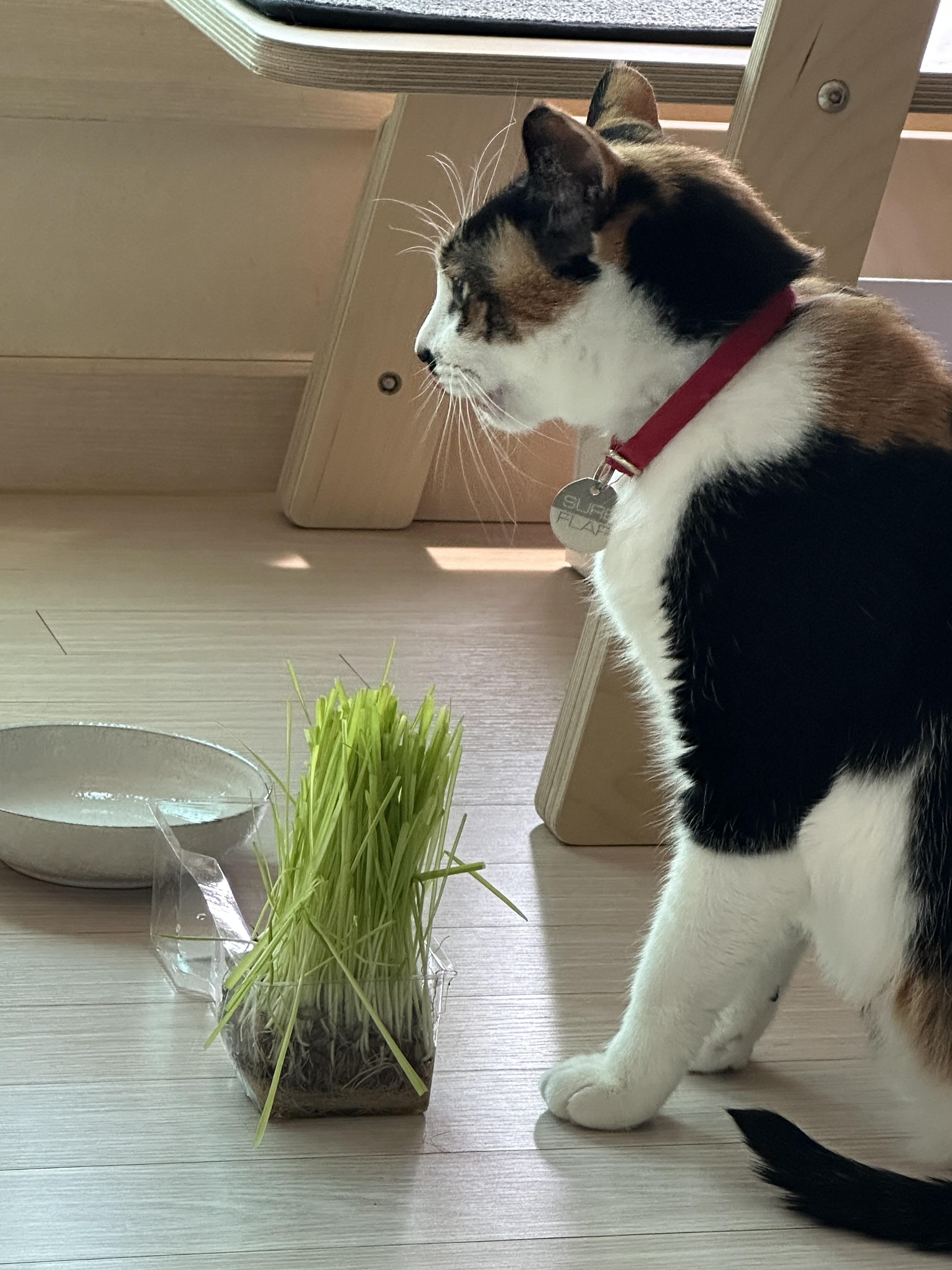 삼색이-고양이-다다의-캣글라스-먹방!