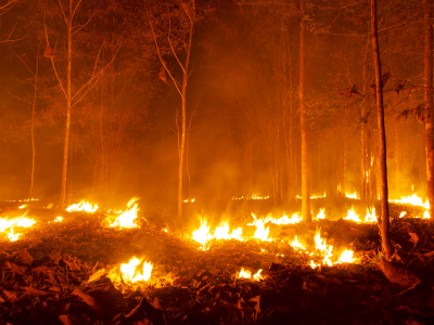 2025 산불 피해 보상 신청 방법