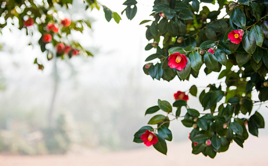 서천 동백꽃 주꾸미축제