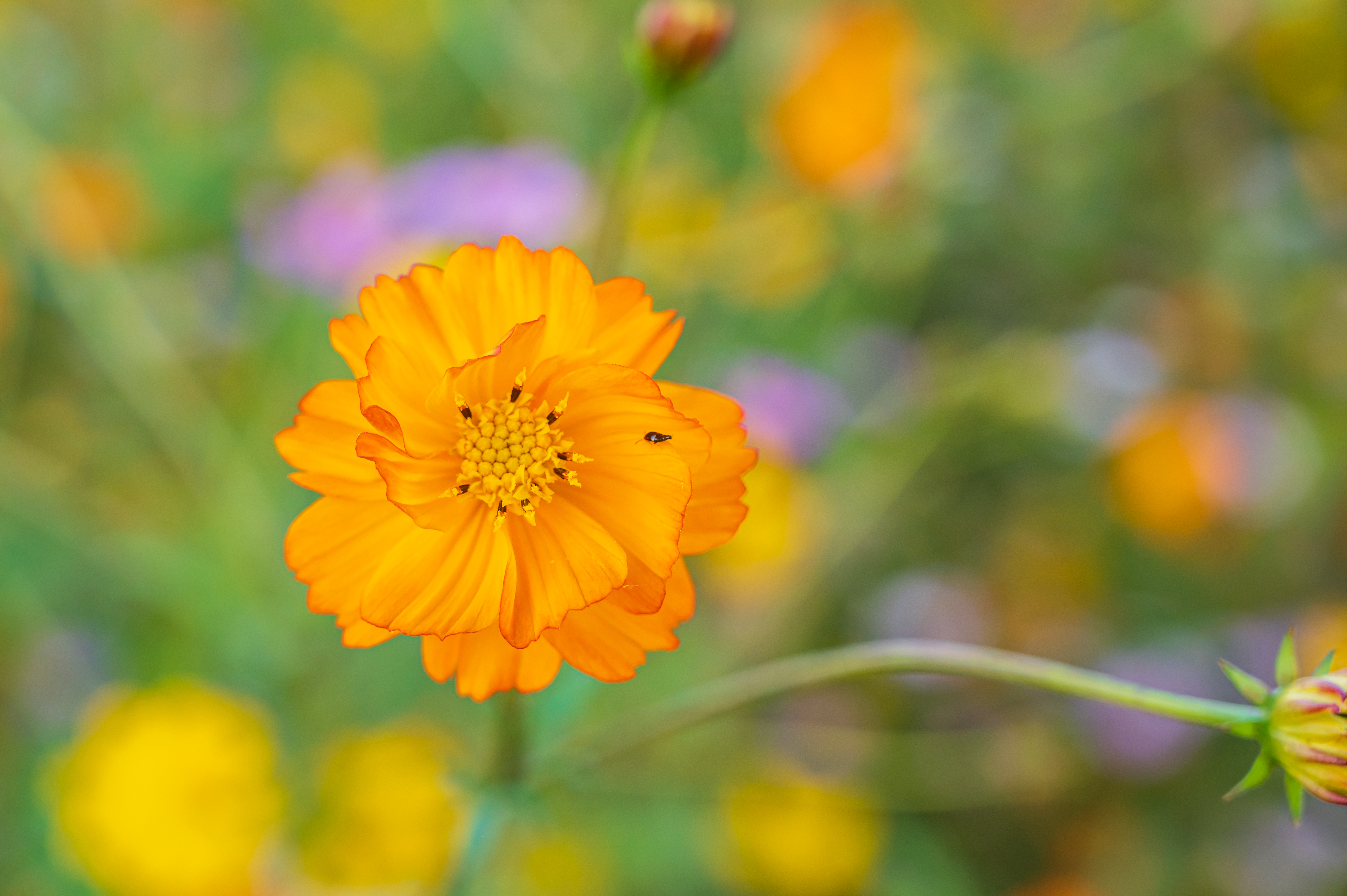  코스모스 만개 &amp;#39;세종 숲뜰근린공원&amp;#39;