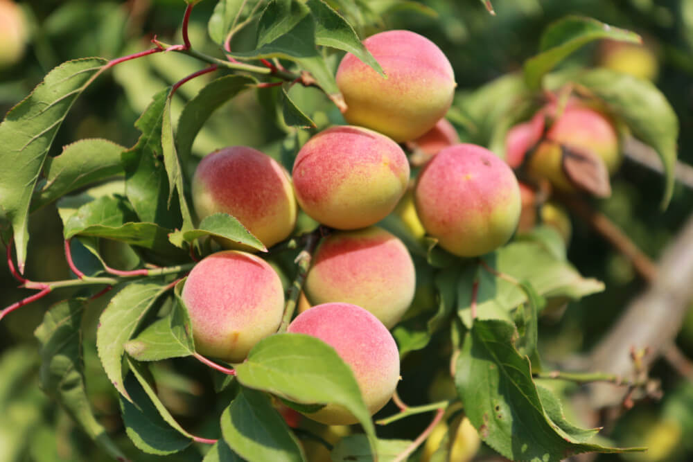 항산화 성분이 풍부 01