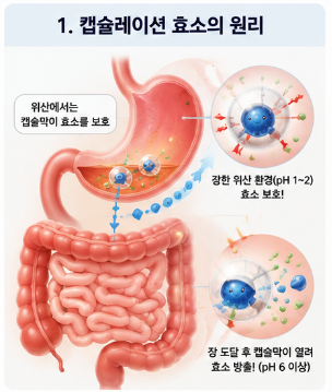 캡슐레이션효소-내돈내산-변비-효과-복용법-구입처-가격