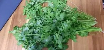 고수 재배 허브 키우기 상자 텃밭 통풍 관리_5