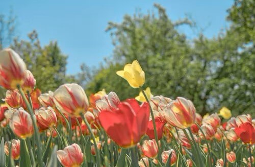 고양국제꽃박람회 2025! 일산 호수공원 개막일·입장료·주차 총정리