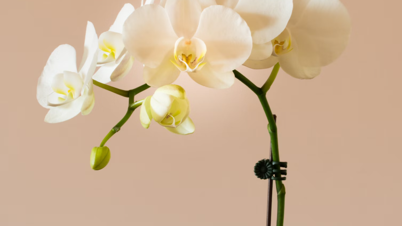 긴기아난 분갈이 시기: 최적의 타이밍과 방법 완벽 가이드