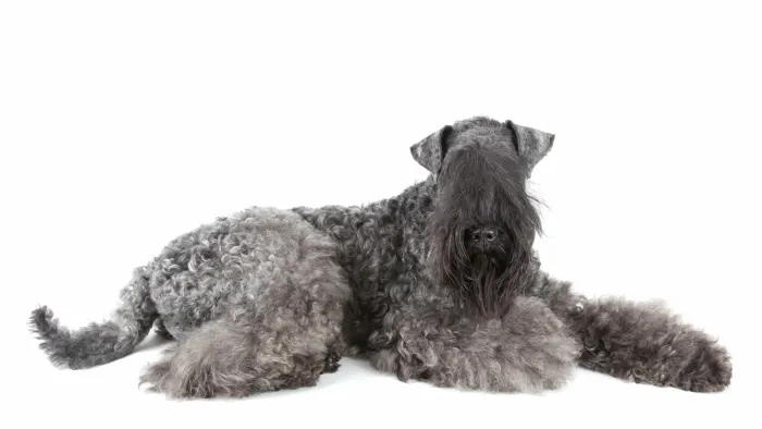 케리 블루 테리어