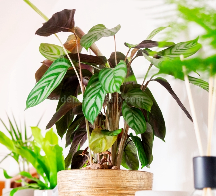 여러 가지 칼라데아