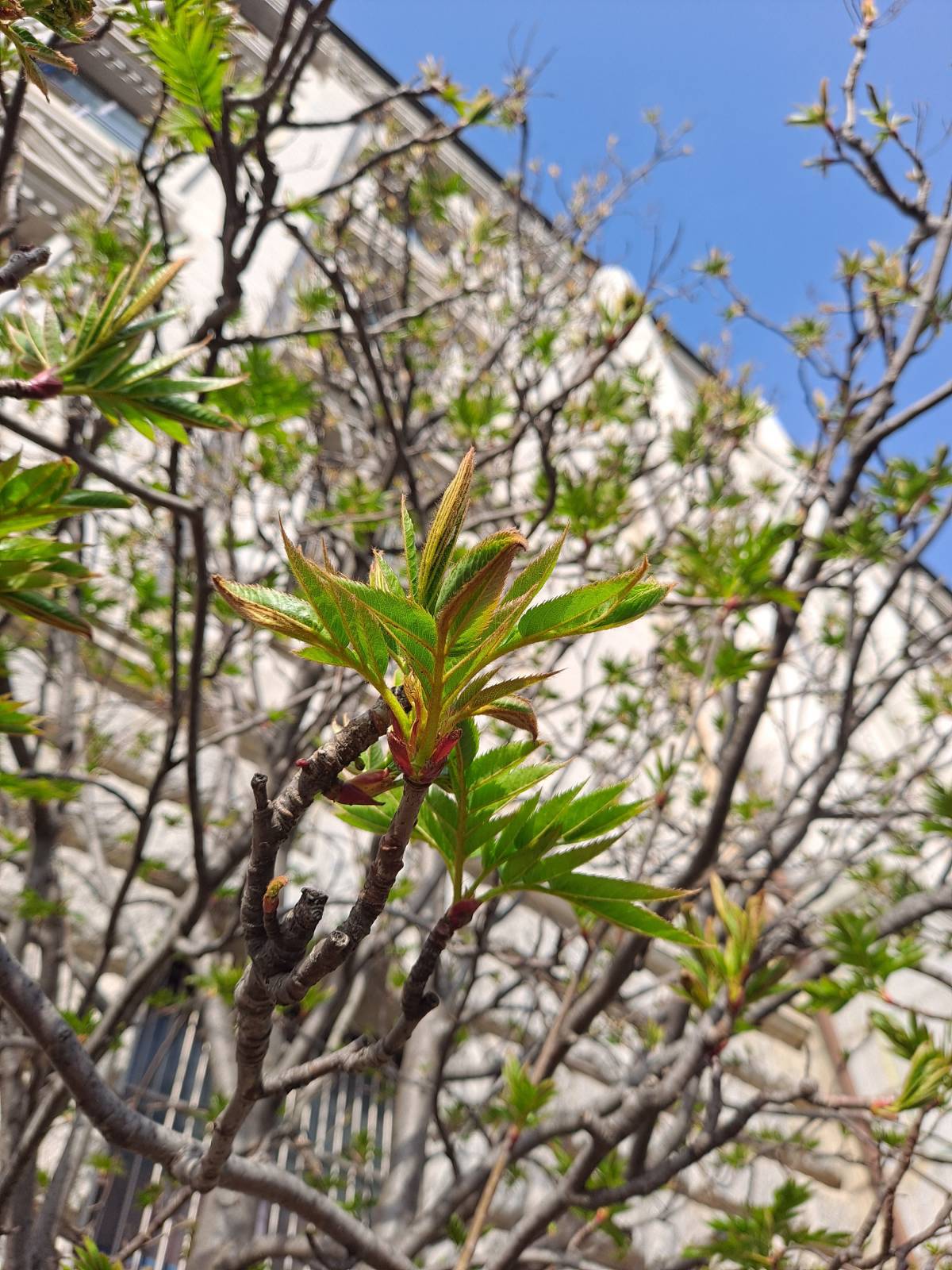 성리관 옆 마가목새순