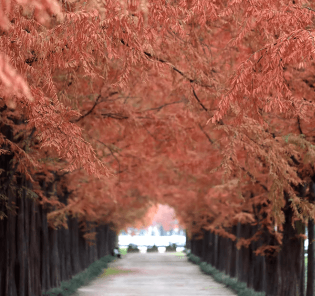 2025년 가을 단풍 명소 BEST 7! 