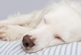 개의 경련 입에서 거품을 물고있다