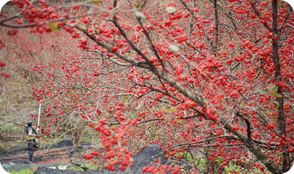 산수유-효능