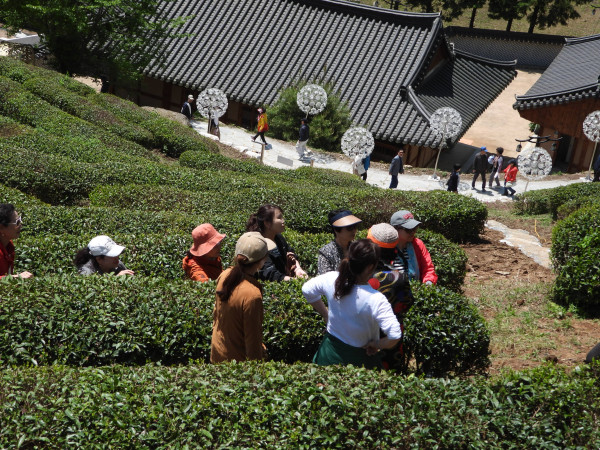 보성 다향대축제 보성 녹차축제