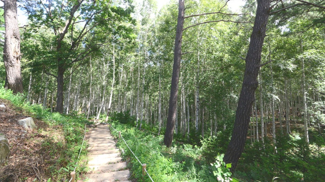 인제 자작나무 숲