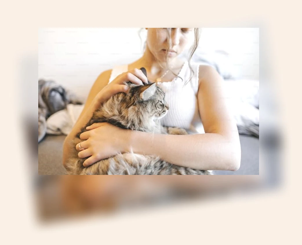 고양이 털 관리_2_subsection