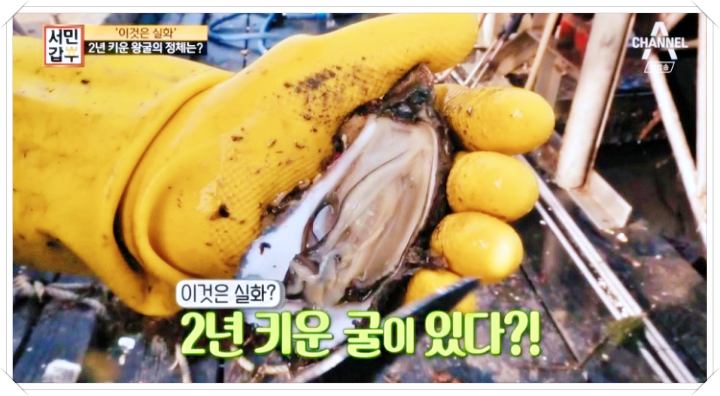 제-2930회-생방송투데이-경남-통영-굴-홍가리비-맛집-소개