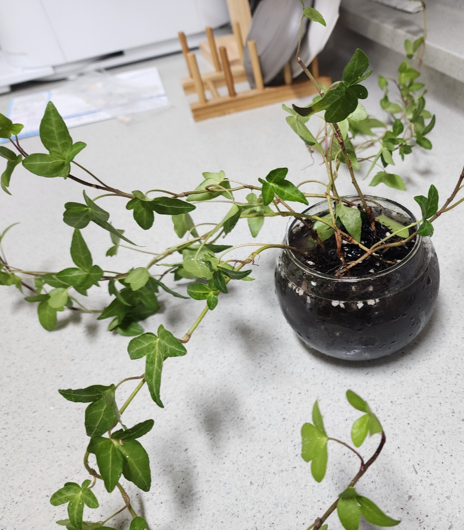 과습이 온 아이비